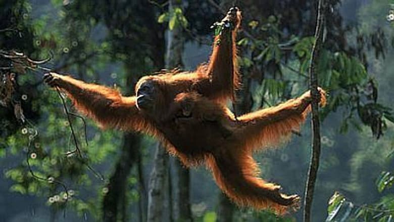 Orangutans: the High Society