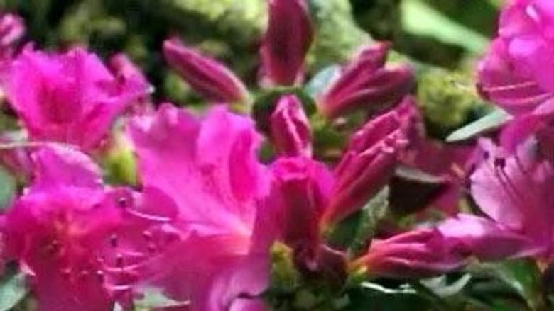 First Flower