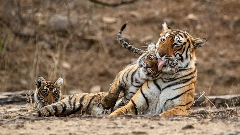 Legendary Tigers of India