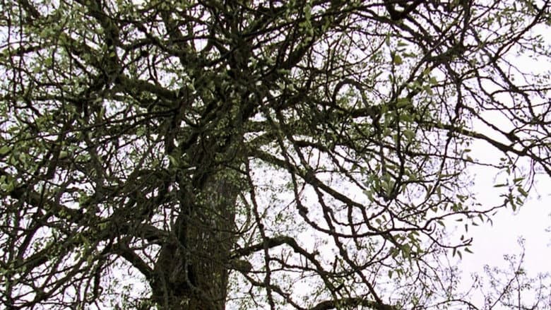 Old Tree