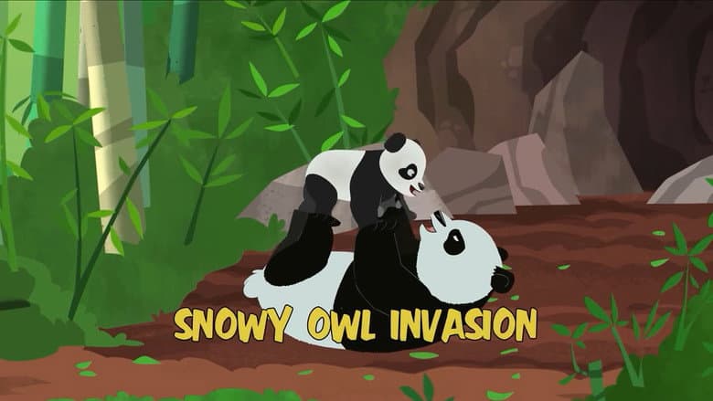 Snowy Owl Invasion