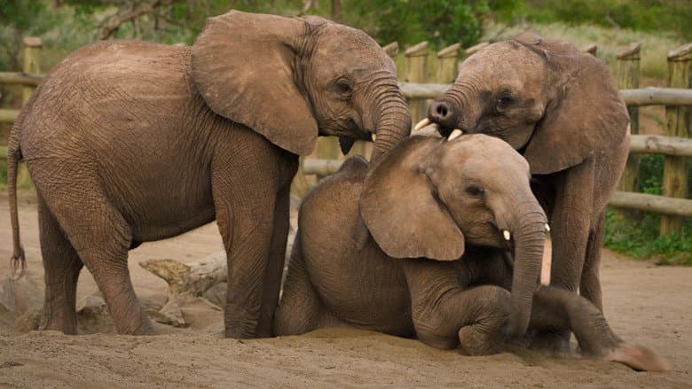 Becoming Elephant: The Orphans of Reteti | Baby Steps