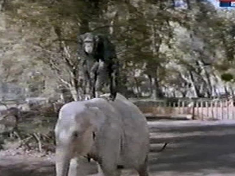 Judy and the Baby Elephant