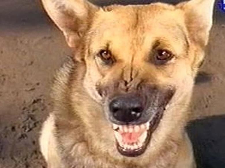 The Killer Dog