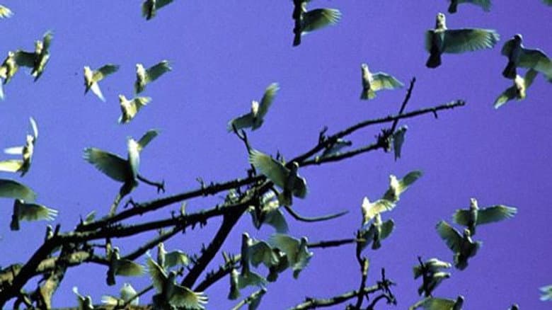 Triumph of Life: Winning Teams