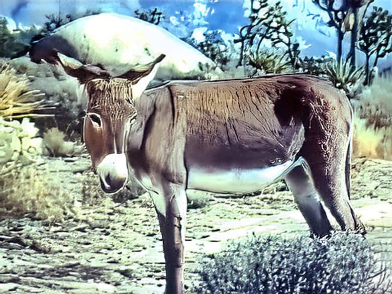 Wild Burro of the West