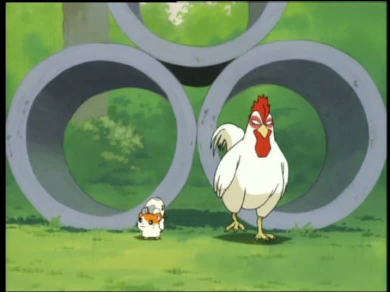 The Great Chicken Chase