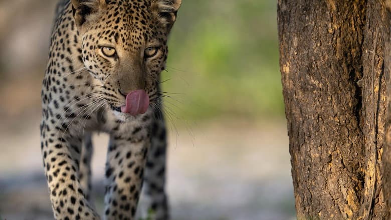 Big Cats, Small World: Outlanders