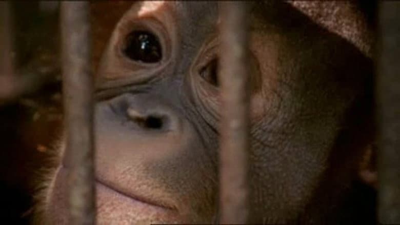 The Orangutan King