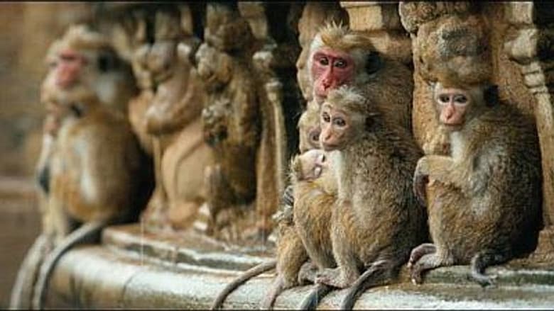 The Temple Troop