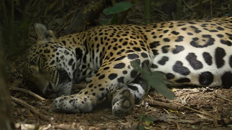 Jaguar Beach
