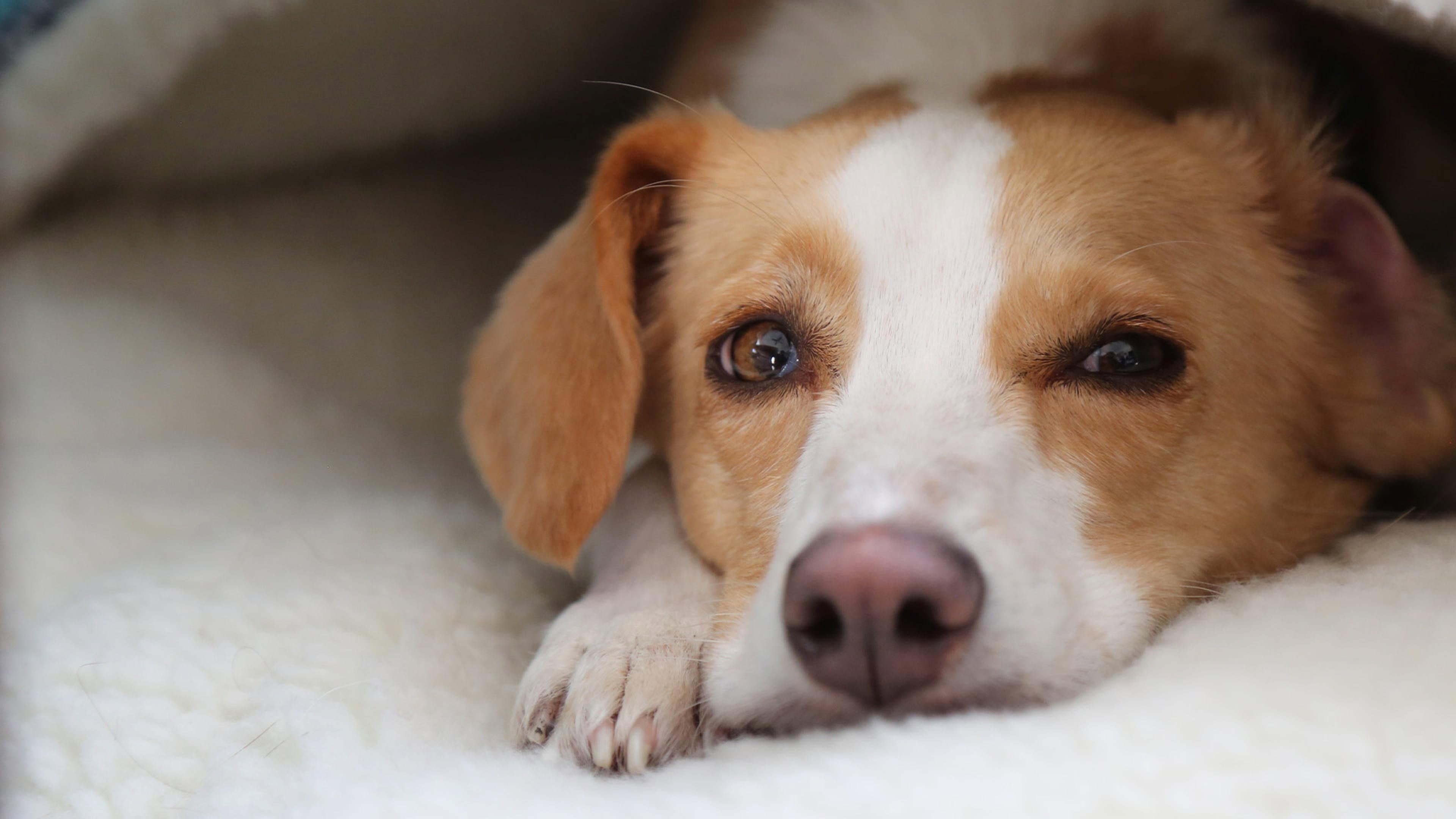 Can Dogs Talk?