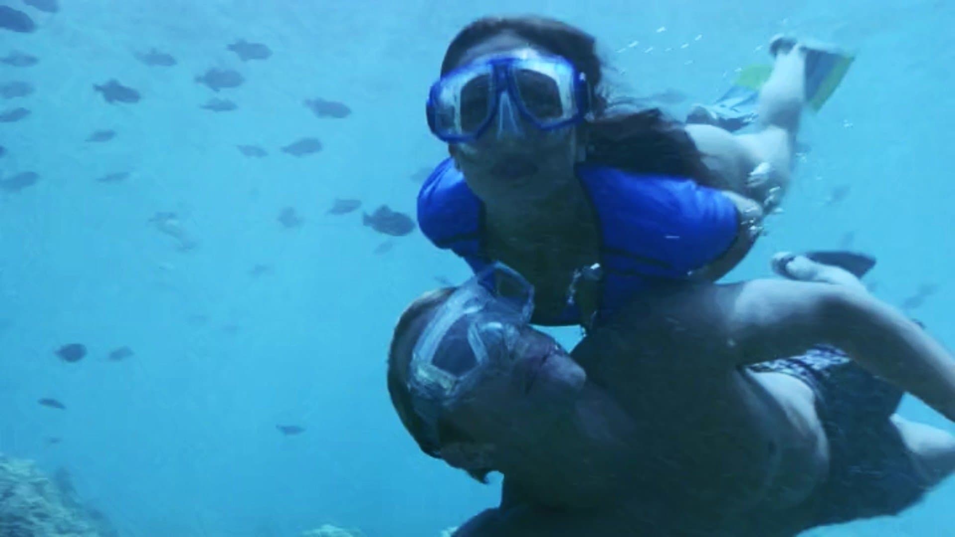 Dolphin Quest